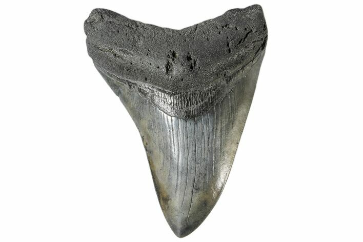 Fossil Megalodon Tooth - South Carolina #168056